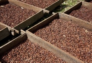 Hoe koopt Nestlé haar 100% UTZ gecertificeerde cacao in? | Nestlé...
