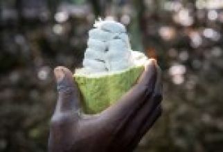 Een cacaovruchtbare samenwerking? | Nestlé Cocoa Plan
