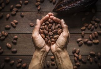 Chocolade: waar komt het vandaan?
